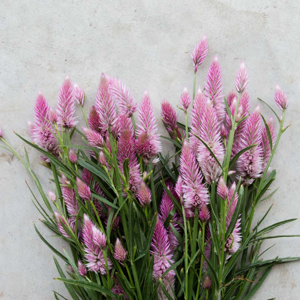 Celosia - Flamingo Feather