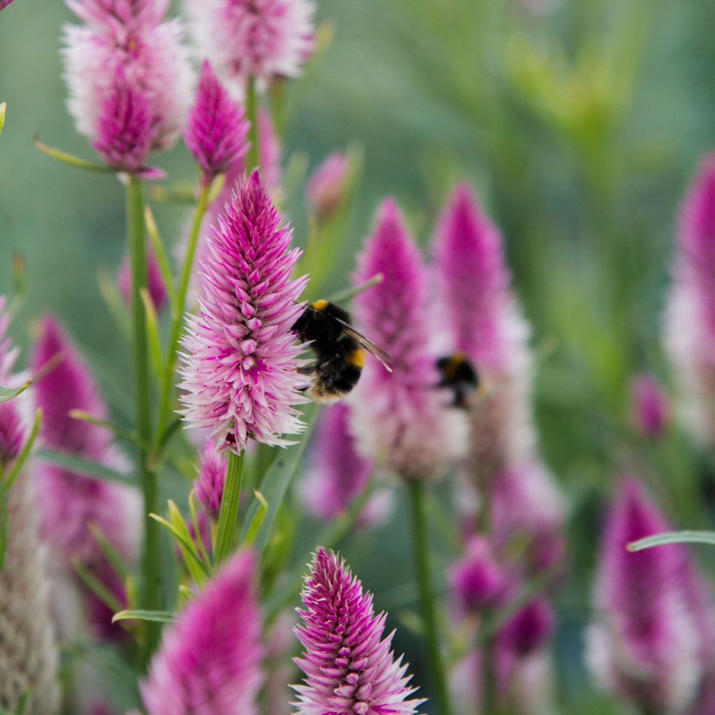 Celosia - Flamingo Feather