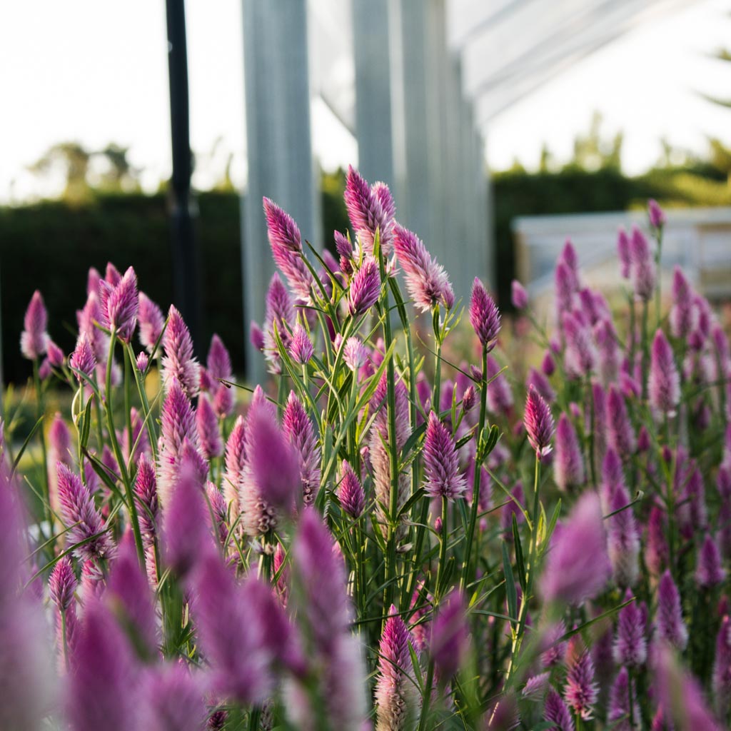 Celosia - Flamingo Feather