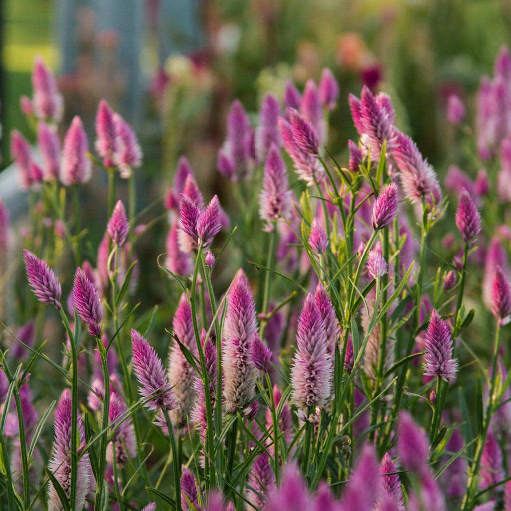 Celosia - Flamingo Feather