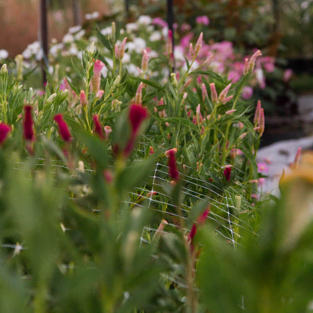 Celosia - Supercrest Mix