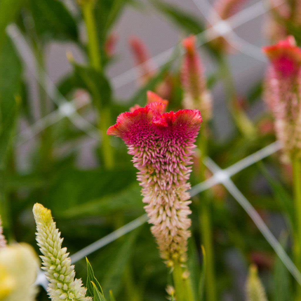 Celosia - Supercrest Mix