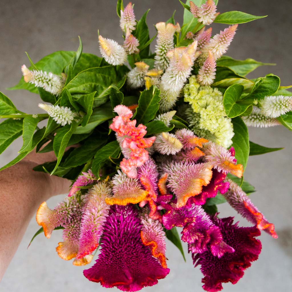 Celosia - Supercrest Mix