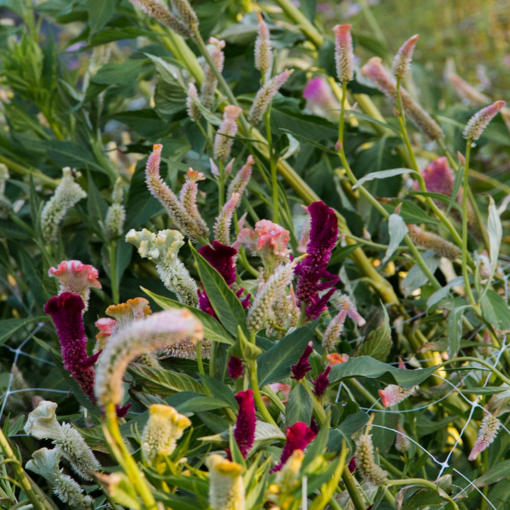 Celosia - Supercrest Mix