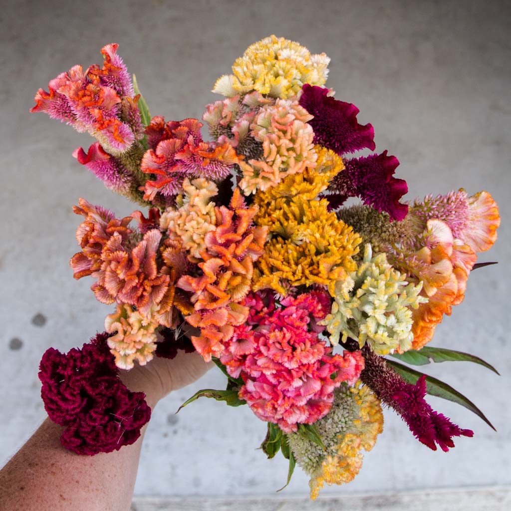 Celosia - Supercrest Mix