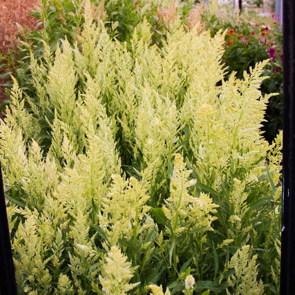 Celosia - Sylphid