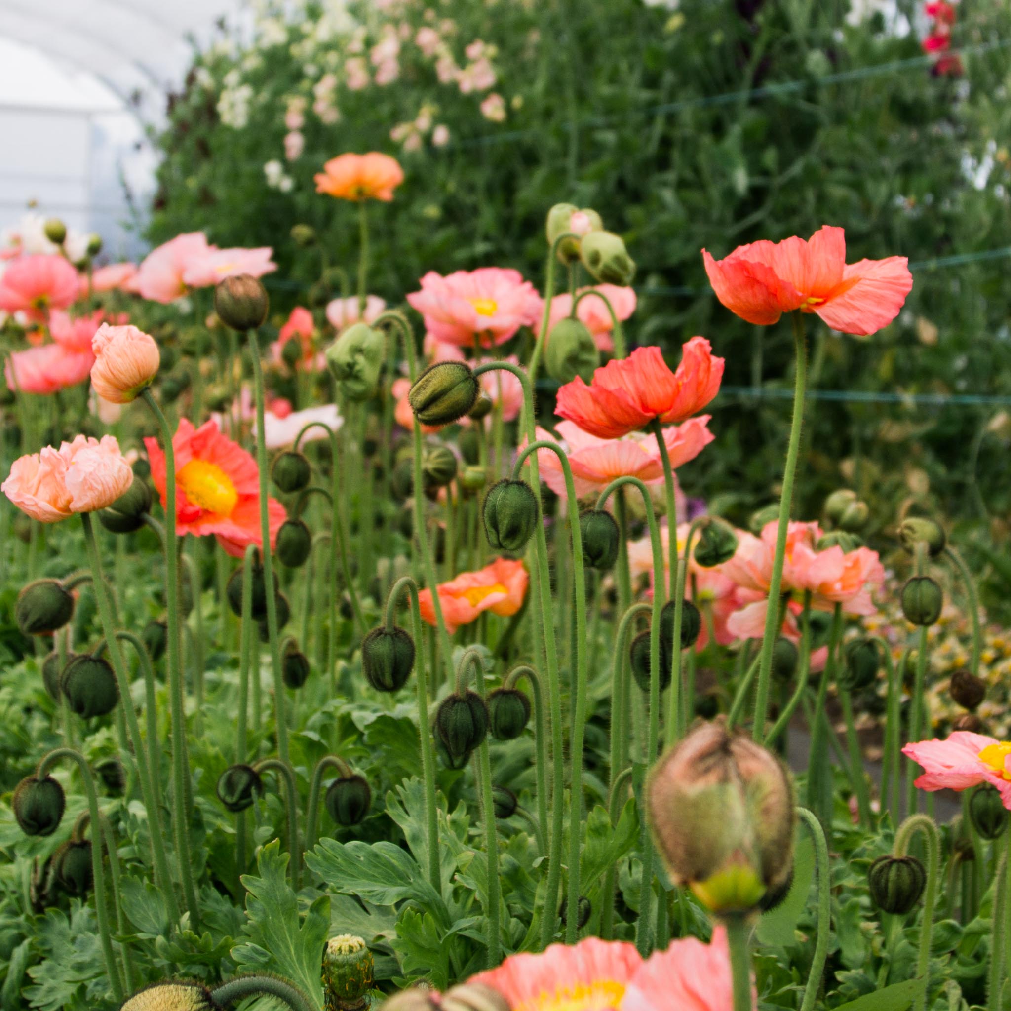POPPY COLIBRI - Salmonato - PLANTS