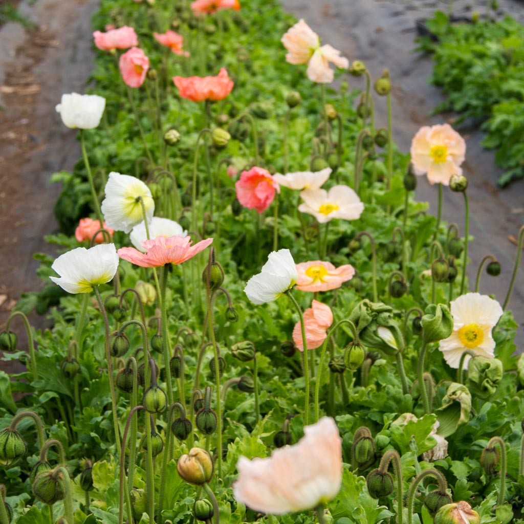 Poppy - Colibri La Dolce Vita