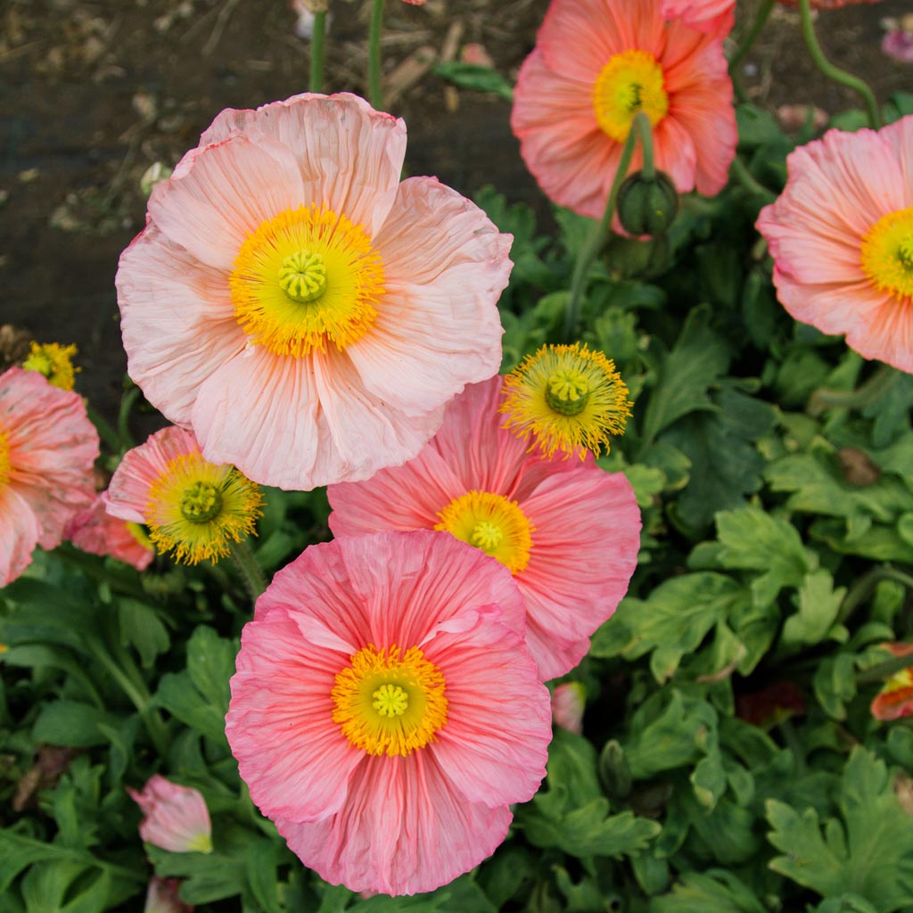 POPPY COLIBRI - Salmonato - PLANTS