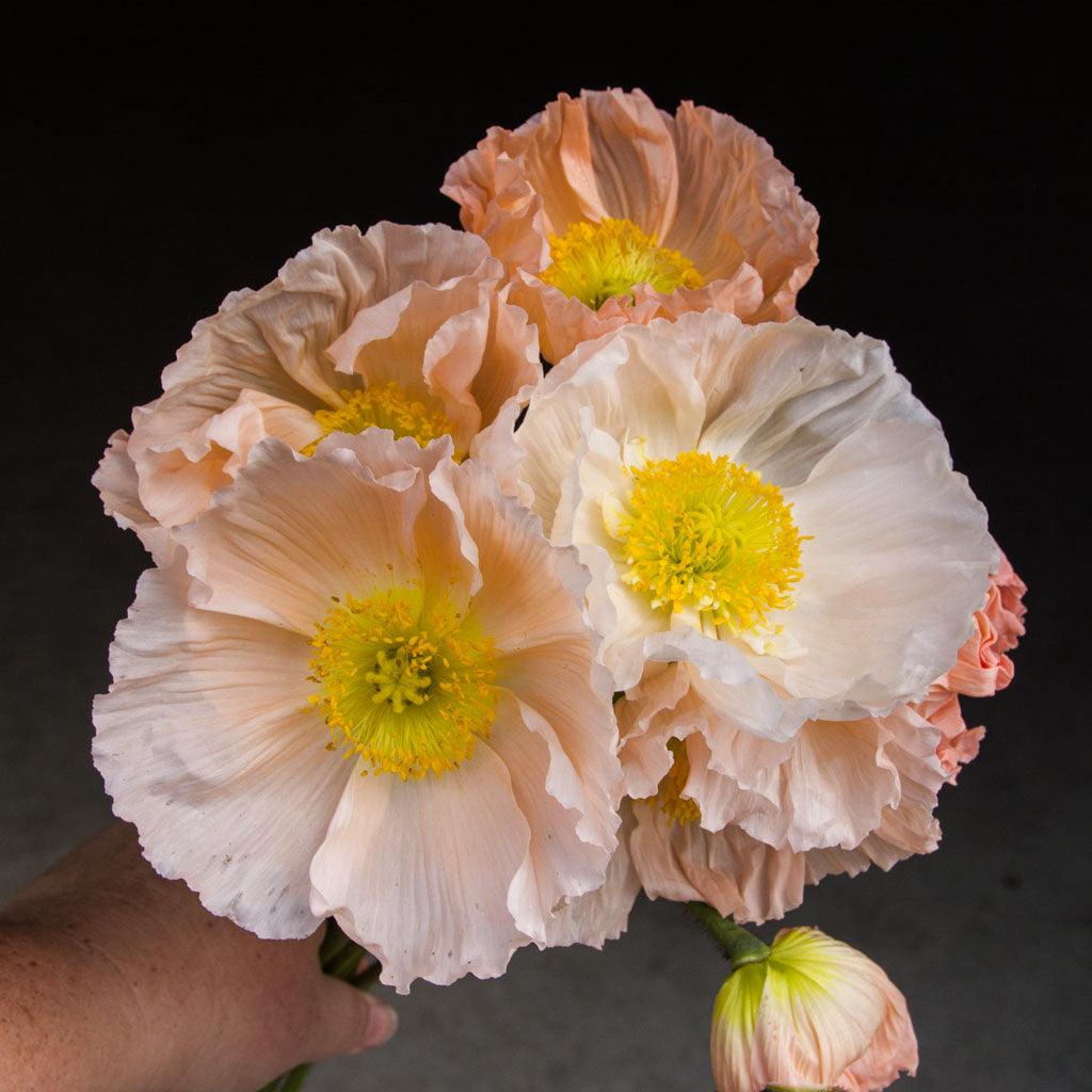 POPPY COLIBRI - Pastello - PLANTS