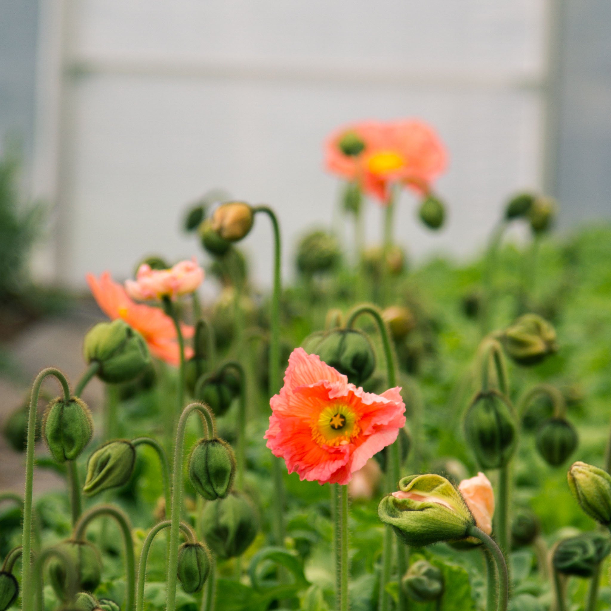 POPPY COLIBRI - Salmonato - PLANTS