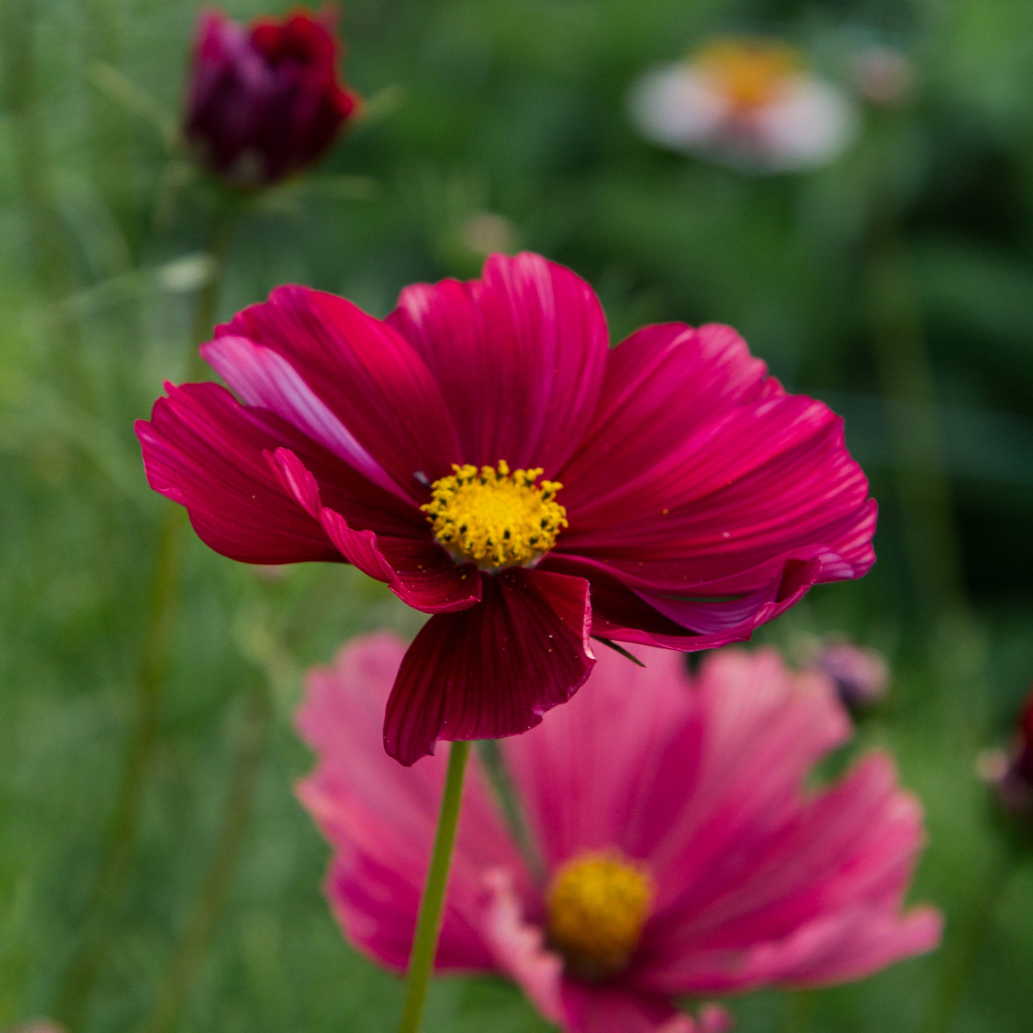 Cosmos - Rubenza