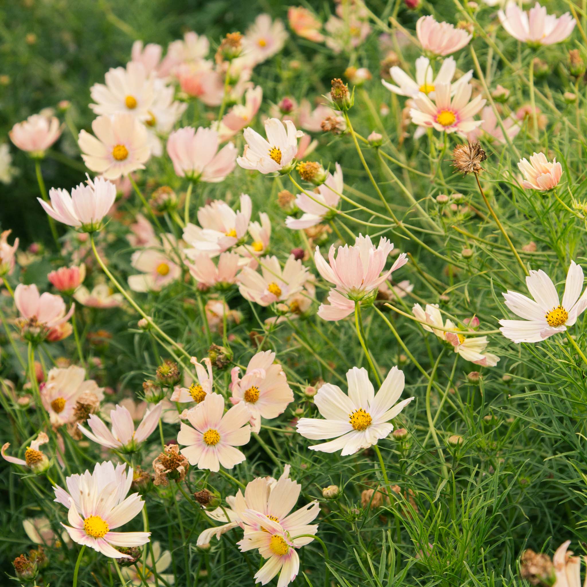 Cosmos - Apricot Lemonade