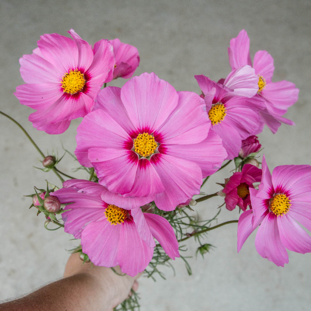 Cosmos - Versailles Deep Rose