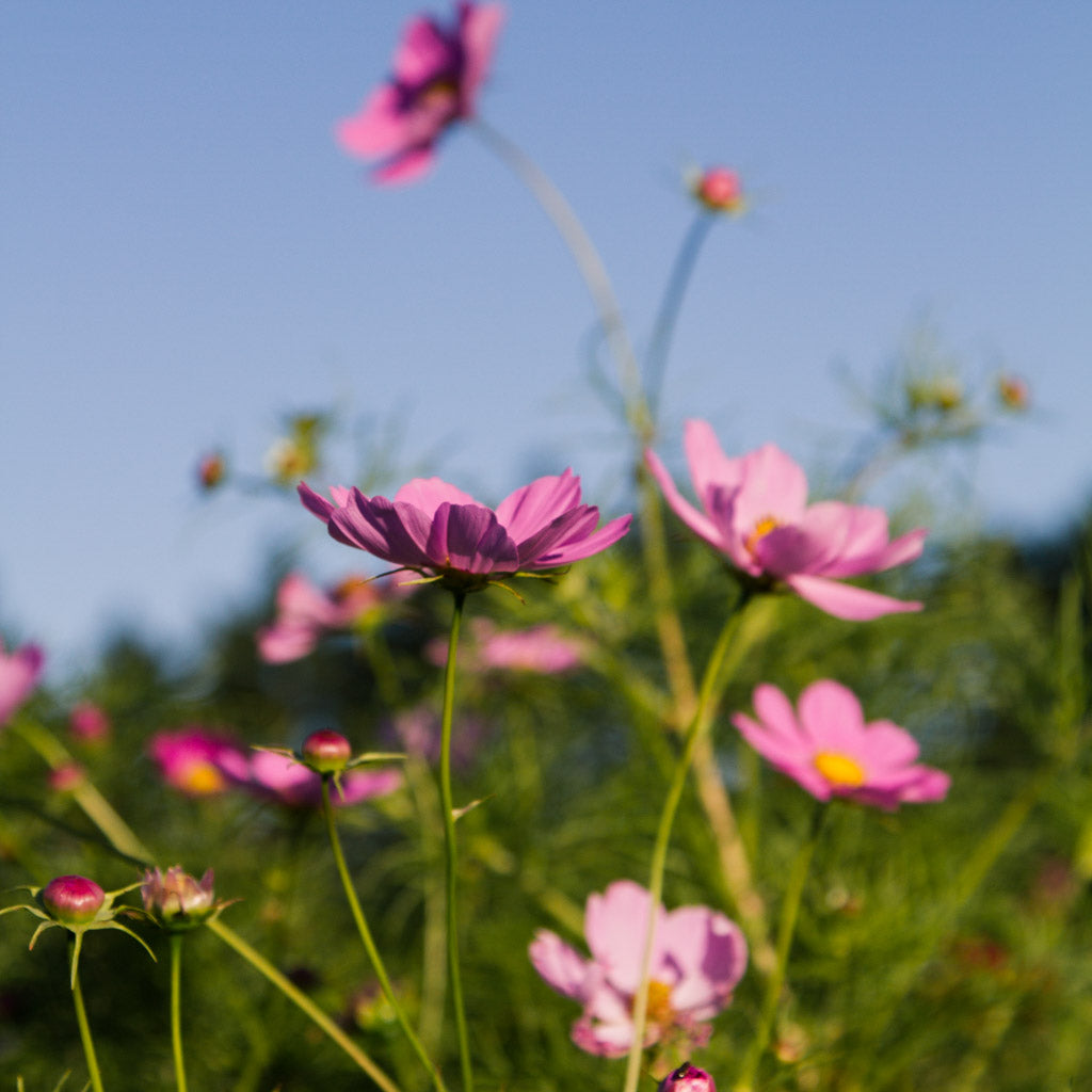 Cosmos - Versailles Deep Rose