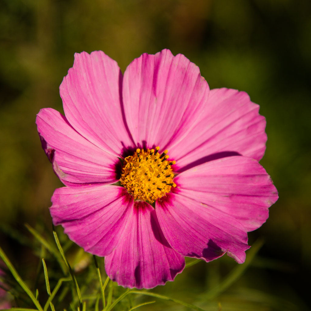 Cosmos - Versailles Deep Rose