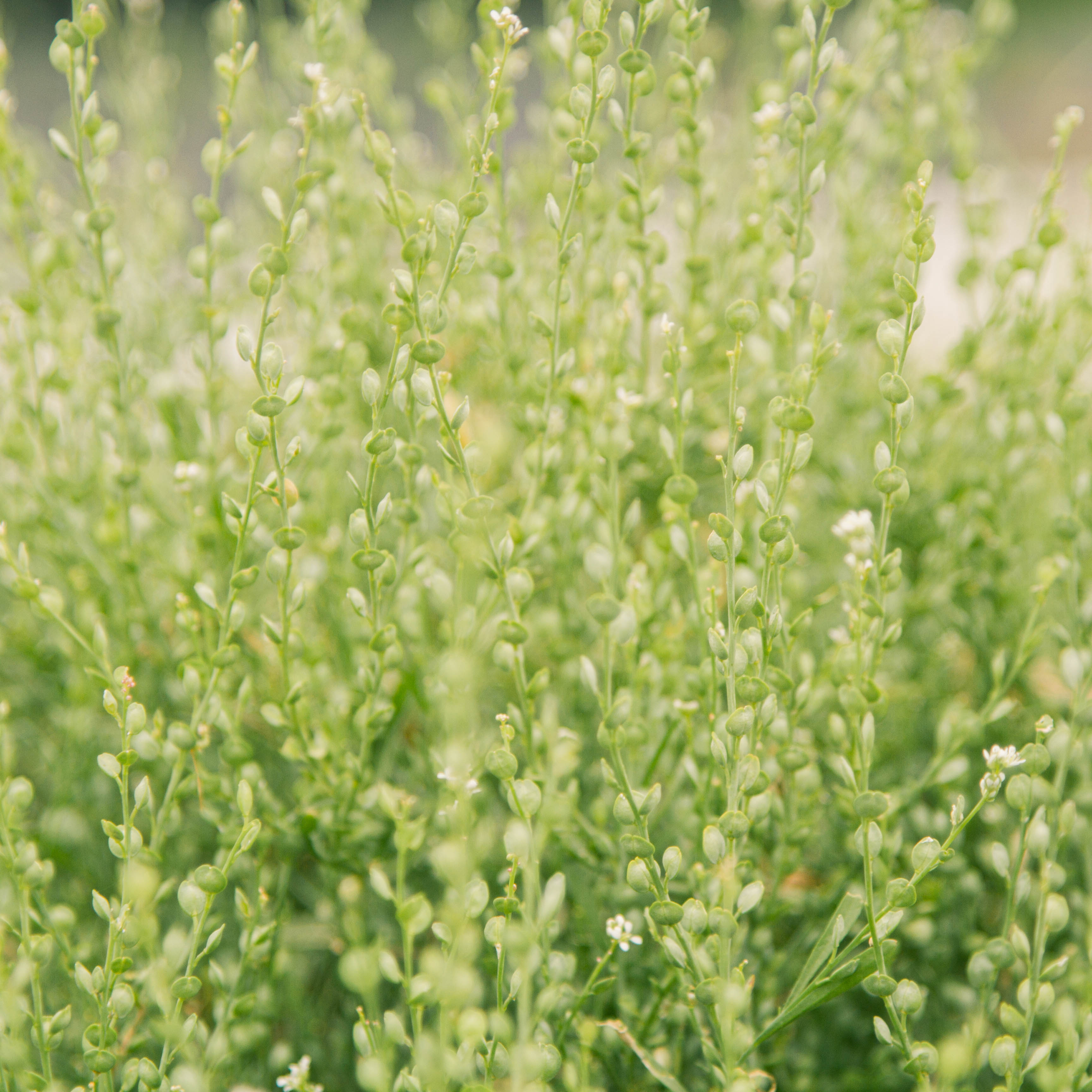 Cress - Persian Cress