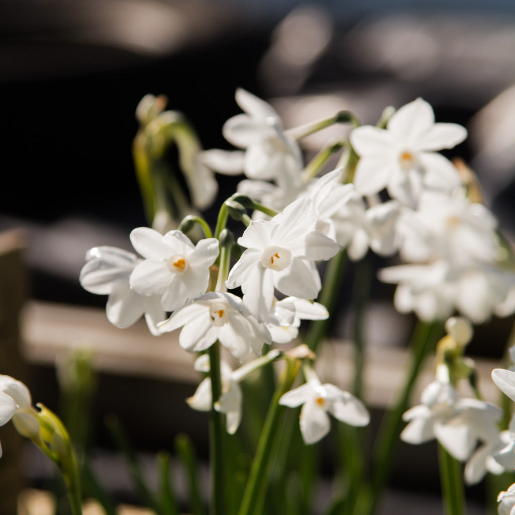 DAFFODIL - Ariel