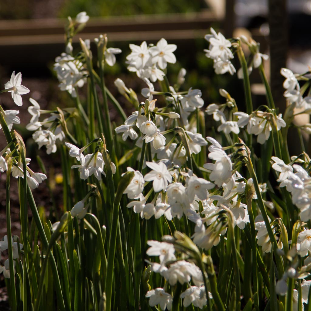 DAFFODIL - Ariel