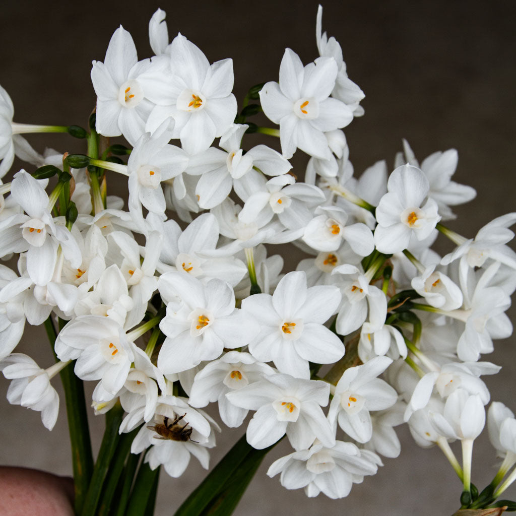 DAFFODIL - Ariel
