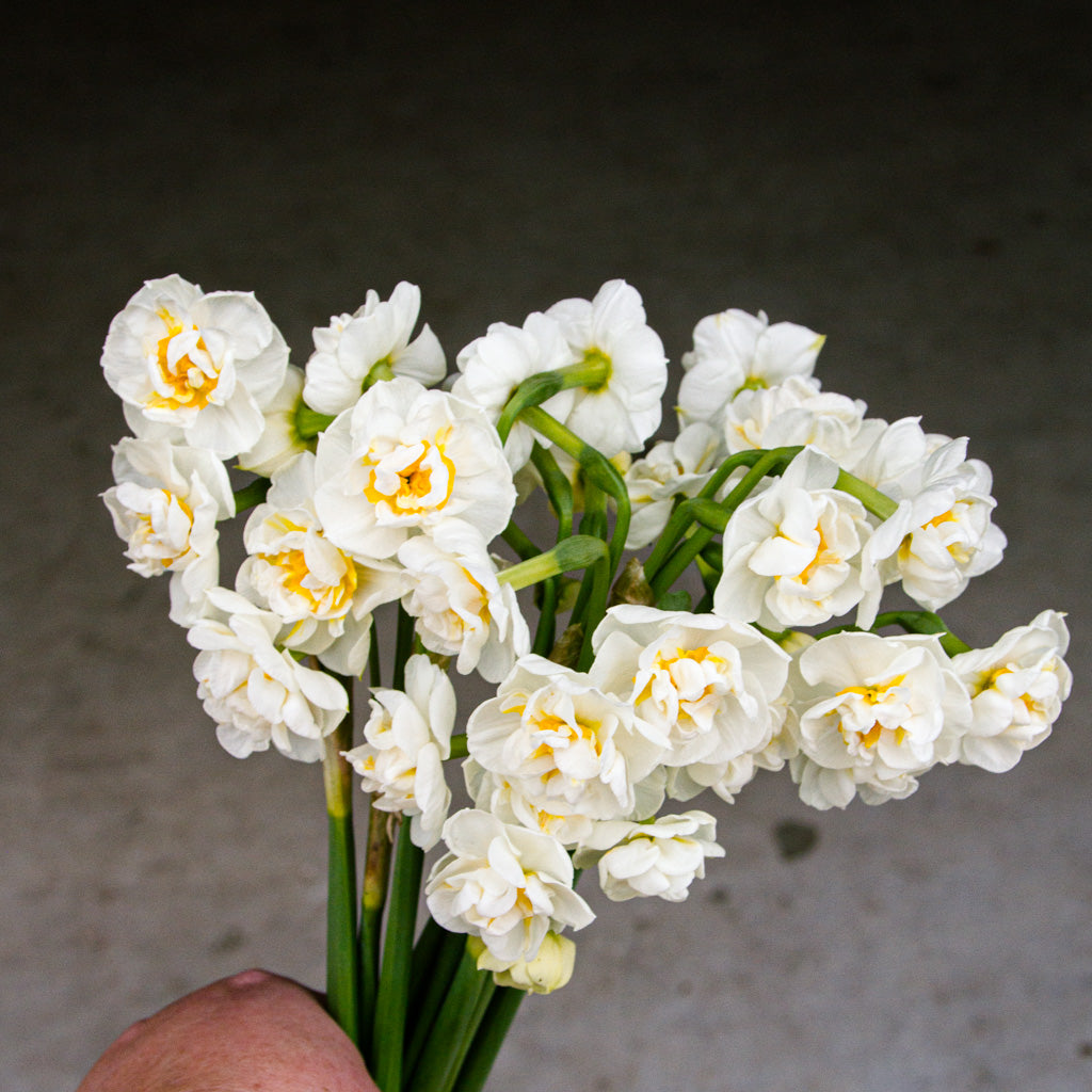 DAFFODIL - Bridal Crown