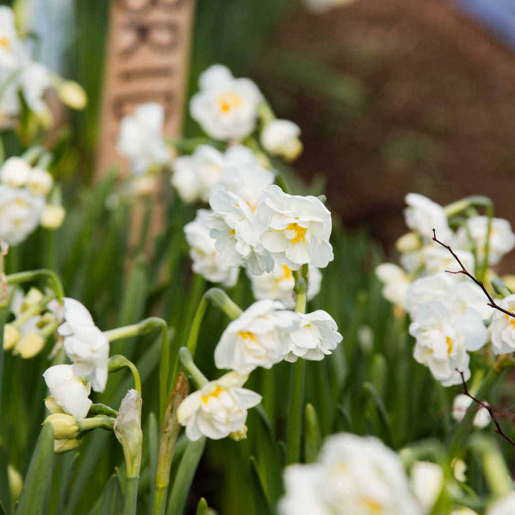 DAFFODIL - Bridal Crown
