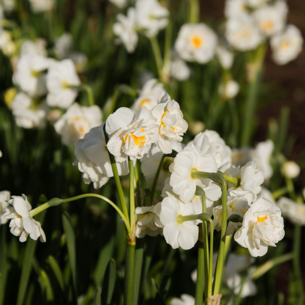 DAFFODIL - Bridal Crown