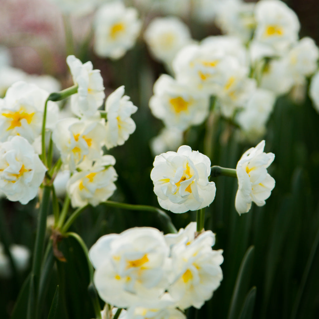 DAFFODIL - Bridal Crown