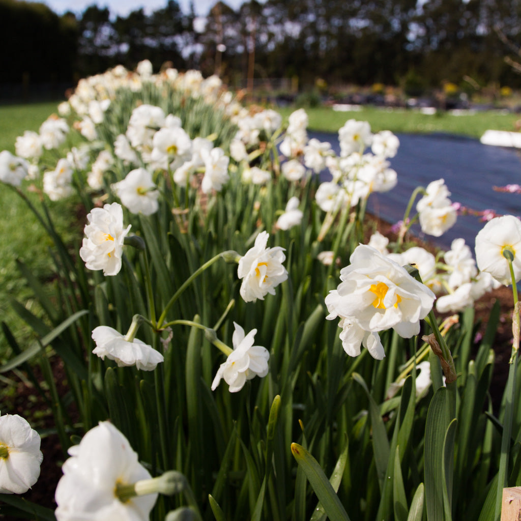 DAFFODIL - Bridal Crown