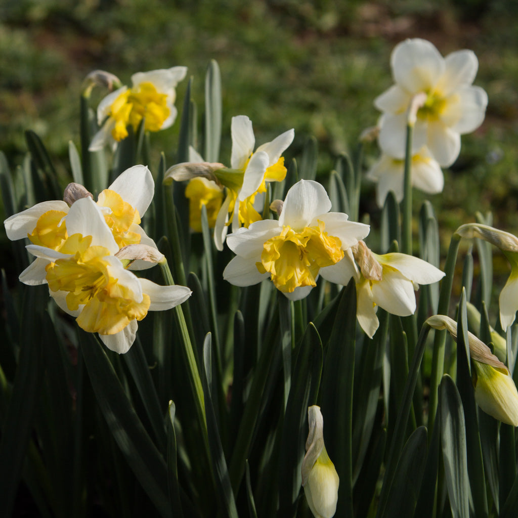 DAFFODIL - Changing Colours