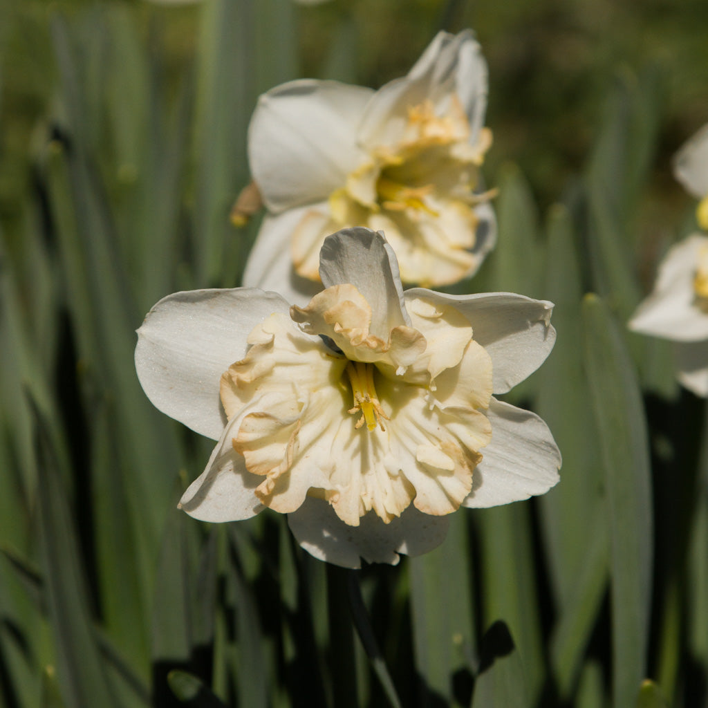 DAFFODIL - Changing Colours