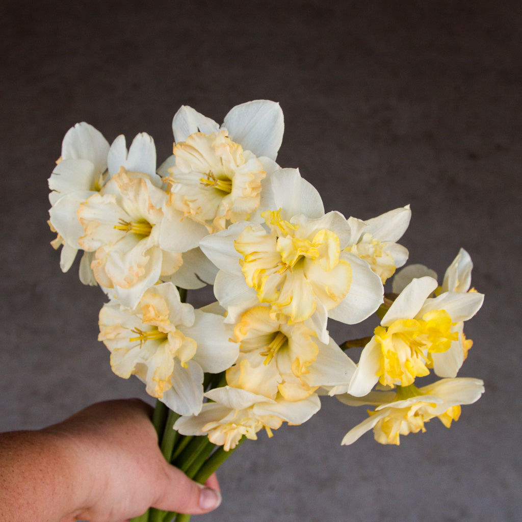 DAFFODIL - Changing Colours