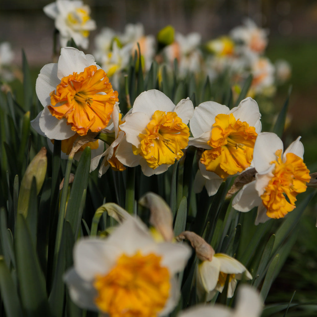 DAFFODIL - Hungarian Rhapsody