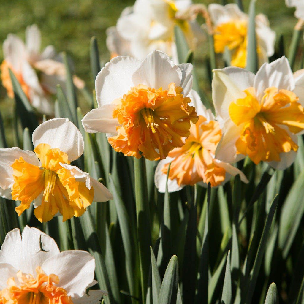 DAFFODIL - Hungarian Rhapsody