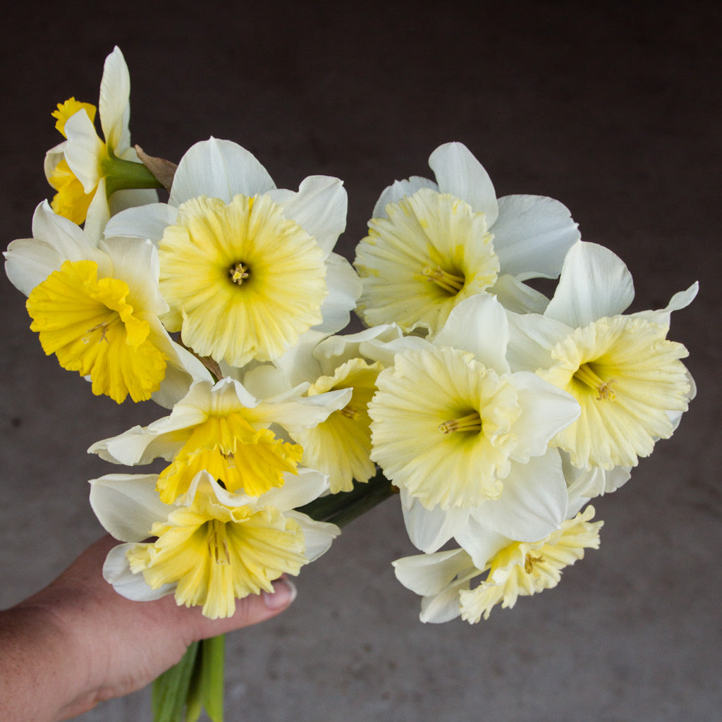 DAFFODIL - Ice Follies