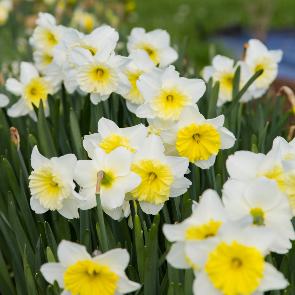 DAFFODIL - Ice Follies