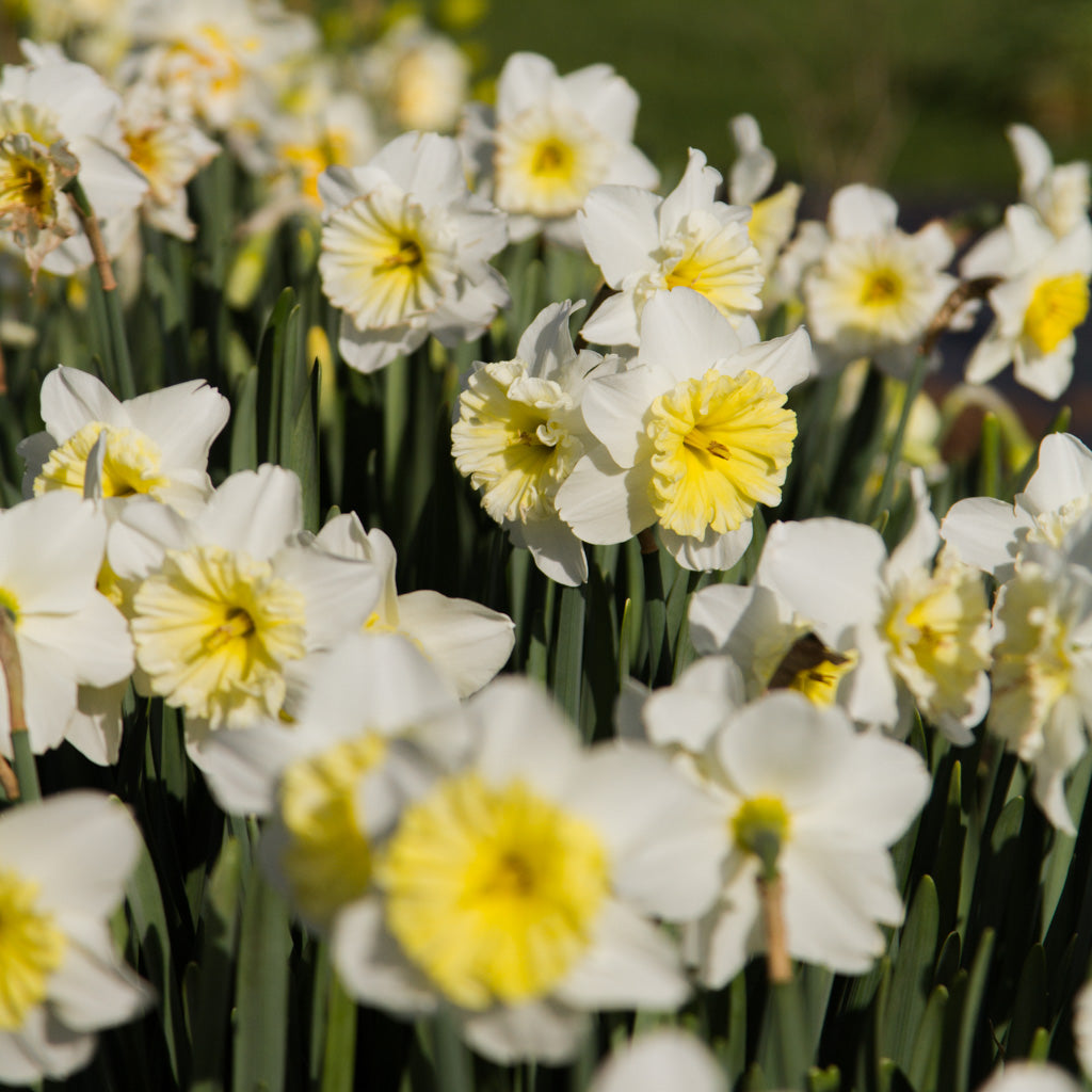 DAFFODIL - Ice Follies
