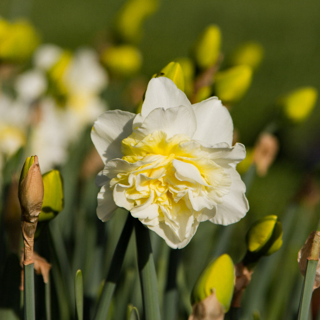DAFFODIL - Obdam