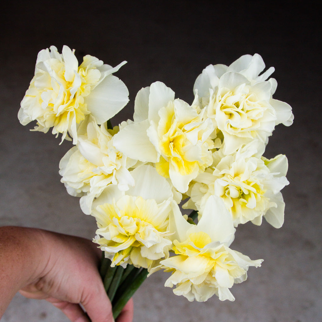 DAFFODIL - Obdam
