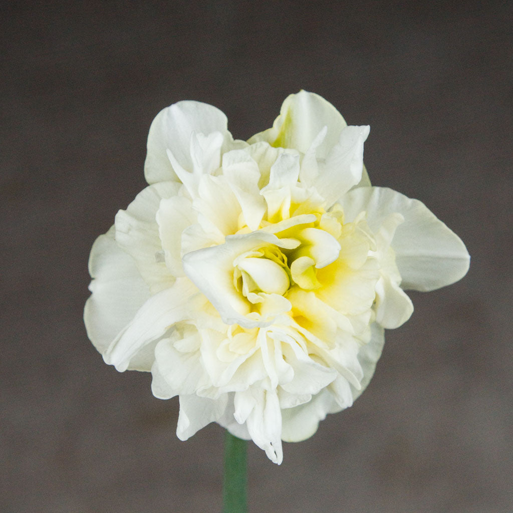 DAFFODIL - Obdam
