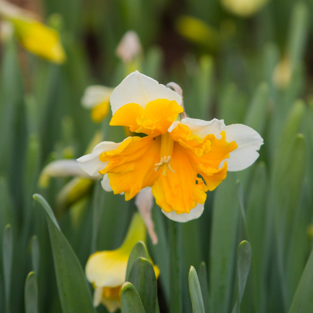 DAFFODIL - Orangery