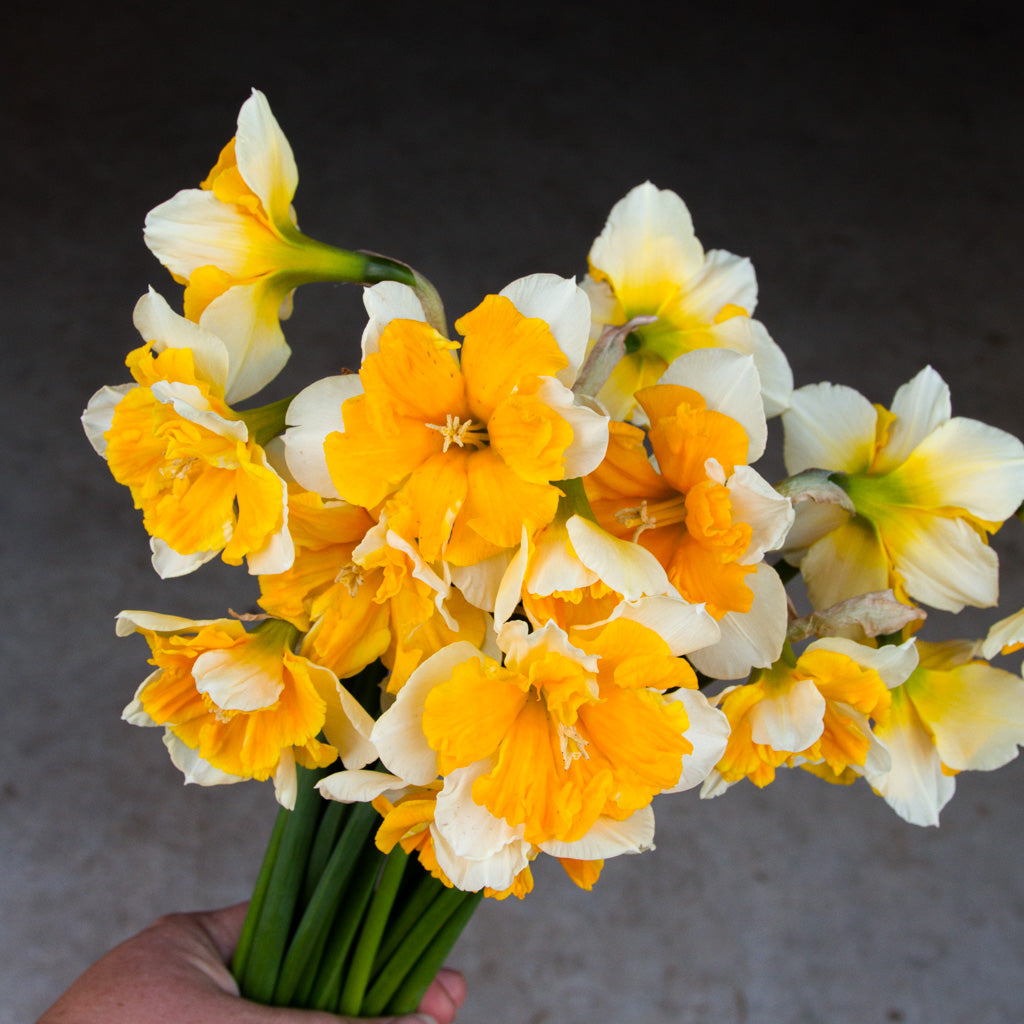 DAFFODIL - Orangery