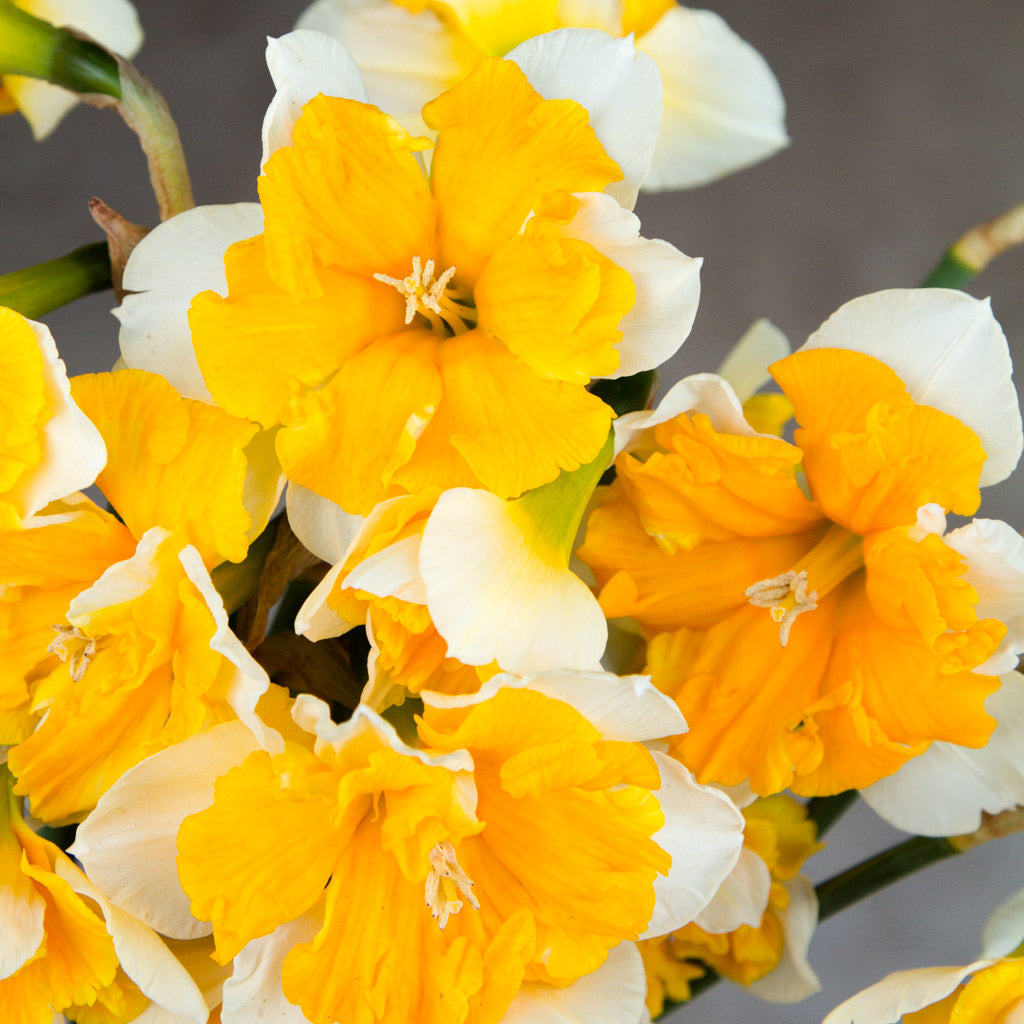 DAFFODIL - Orangery