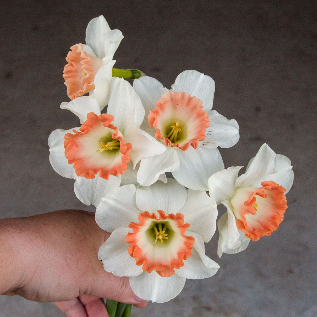 DAFFODIL - Pink Charm