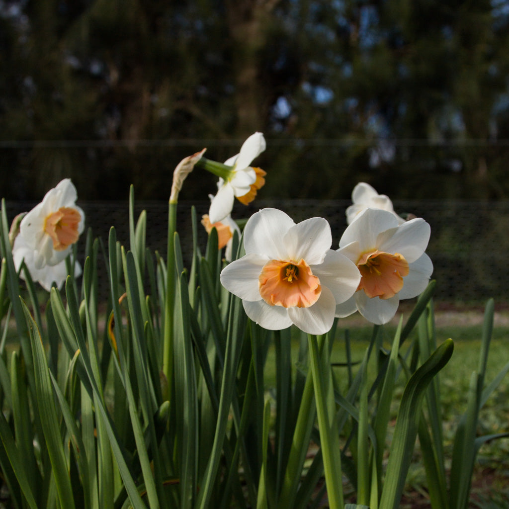 DAFFODIL - Romance