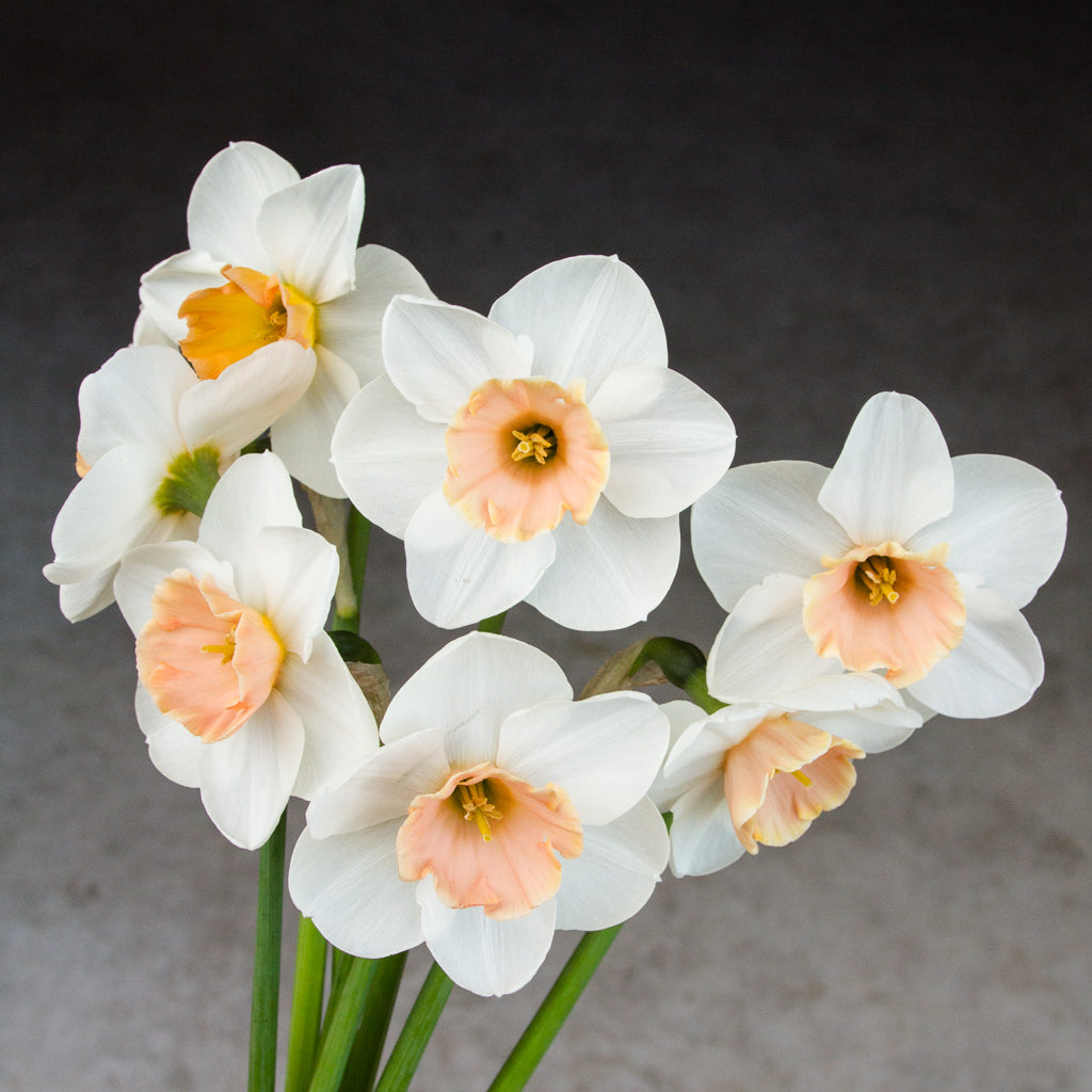 DAFFODIL - Romance