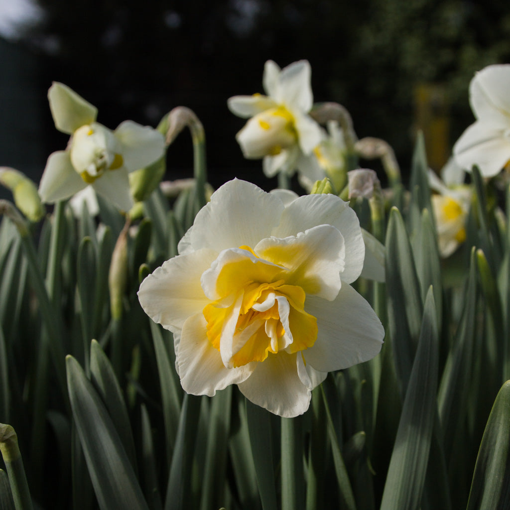 DAFFODIL - White Lion