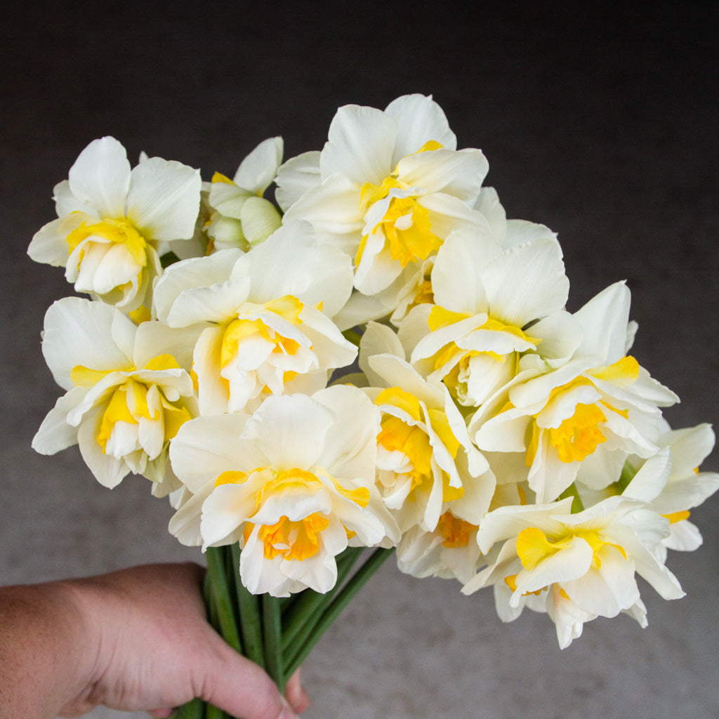DAFFODIL - White Lion