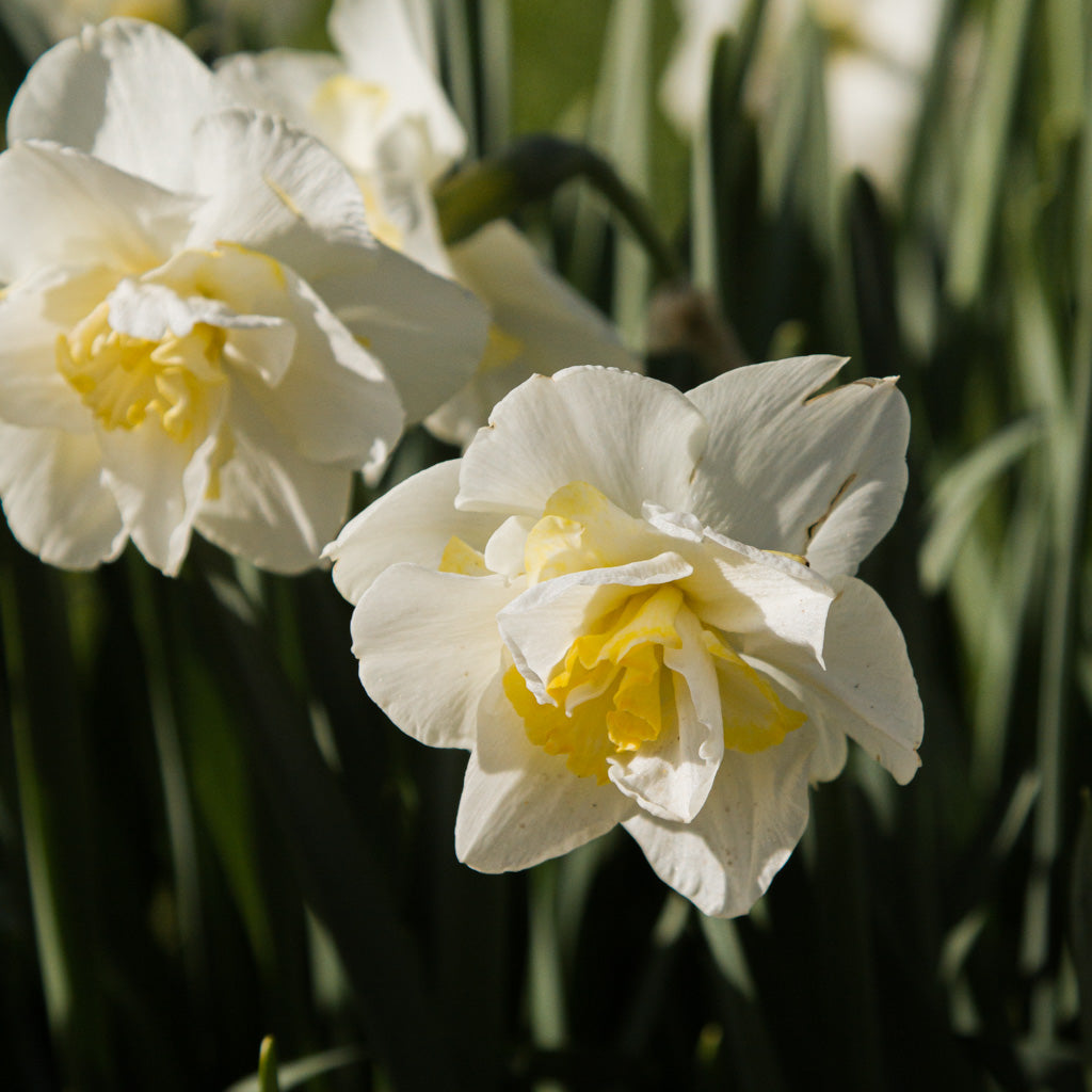 DAFFODIL - White Lion