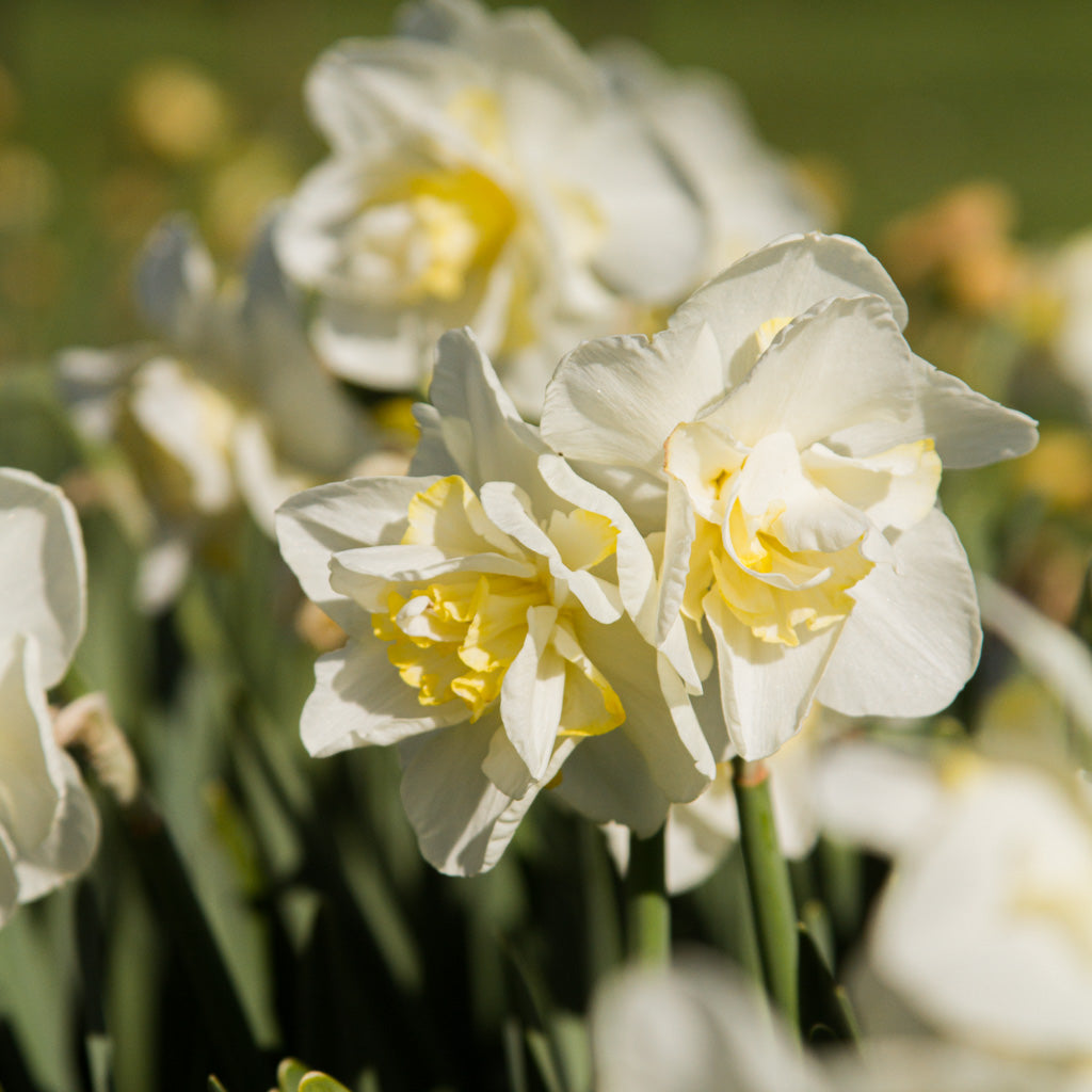 DAFFODIL - White Lion